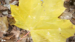 大自然风光之大漠沧桑 高清MV_音乐短片_风景