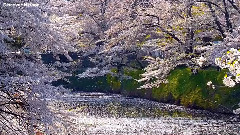 Hoang Thuy Linh MV_亚洲群星MV视频_- Hoa 