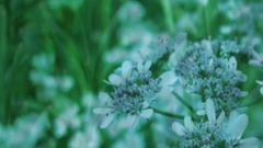 音乐短片_为了忘却的纪念 斯卡布罗集市(卡洛