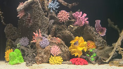 音乐短片_海底世界MV下载_MTV免费观看下载