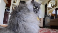 Colonel Meow Has The Longest Fur In The World