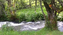 Soft Music,Relaxing,River,Nature,Flowers,Trees