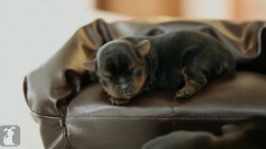 5 Day Old Puppies On Tiny Couches