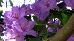 First Rose in Spring bandari