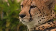 Cheetahs (William)