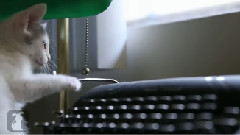 Typewriter Kitten Is Distracted