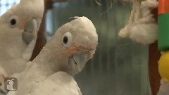 Exotic Birds