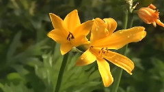 Shenandoah Phil Coulter