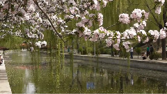 海棠花溪