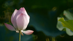 Lotus In The Rain II