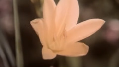 影视原声 - 电影<彩桥>