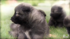Keeshonds Embrace Their Farm Life Friends