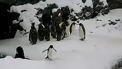 企鹅跳舞