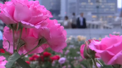 Spring Rose