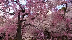 CHERRY BLOSSOMS