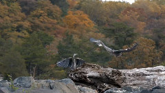 Fly Zero Away