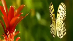 Psyche Chris Spheeris