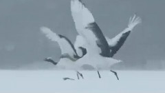 丹顶鹤的故事