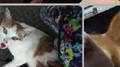 9lives