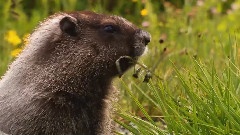 Wildlife