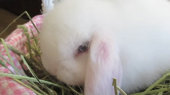 Chinchilla & Bunny