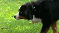 Best Dog Pranks