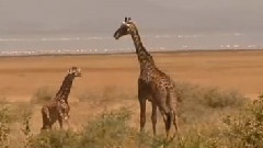 Kilimanjaro