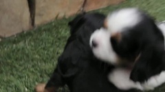 Supercut Of Puppies Wrestling