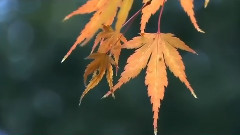 Once Again Autumn