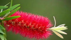 Bottlebrush Red Flowering Shrub