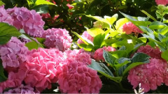 Beautiful Hydrangeas In Our Garden, Summer 2013