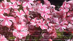 Beautiful Phloxes In Our Garden, Summer 2013