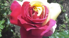 Beautiful Rose & Amp Beautiful Music Relaxation Video