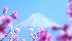 樱花谣简谱_樱花谣 简谱(2)