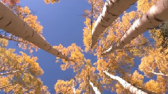 Traditional Chinese Music Ensemble With Beautiful Scenes Of Autumn