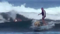 Bill Hamilton And Sava Surfing Dog