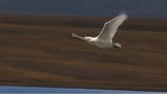 The Bird Of Love