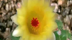 唯美!鲜花怒放