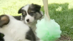 A SHOWER of Cuteness