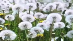 花开花落