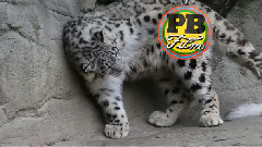 Playtime for Young Mohan - may 2013