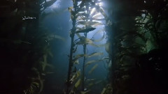 Ocean