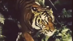 Honeymoon Snippet