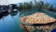 太湖美