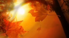 Autumn Da