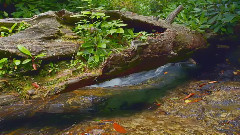 Forest Brook