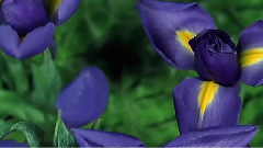 花的生命