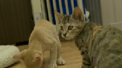 Kittens Floss After Brushing, You Should Too