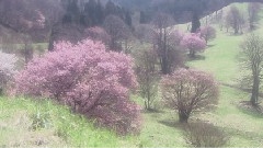 日本樱花