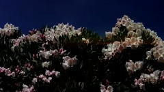 家乡的摇篮曲